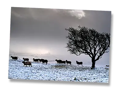 In search of food - A bleak winter, The Helm, Cumbria - Click to view or buy this customisable greeting card