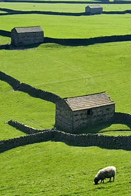 Gunnerside barns, dry stone walls, and sheep, Swaledale, The Yorkshire Dales